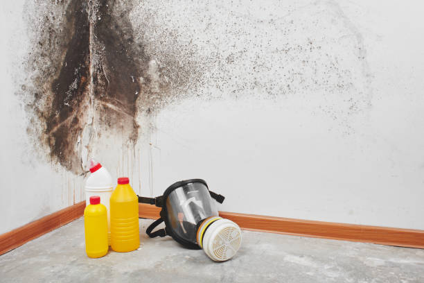 Best Commercial Mold Removal  in Port St Joe, FL