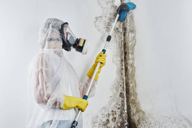 Office Mold Removal Services in Port St Joe, FL