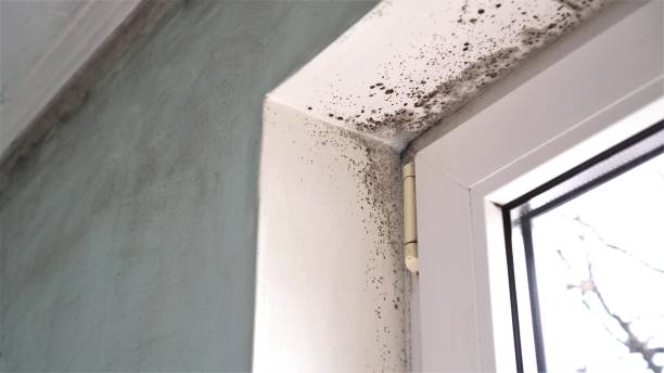 Best Toxic Mold Removal  in Port St Joe, FL