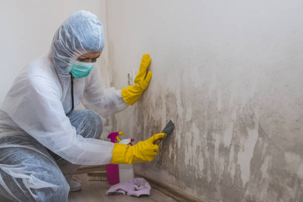 Best Residential Mold Removal  in Port St Joe, FL