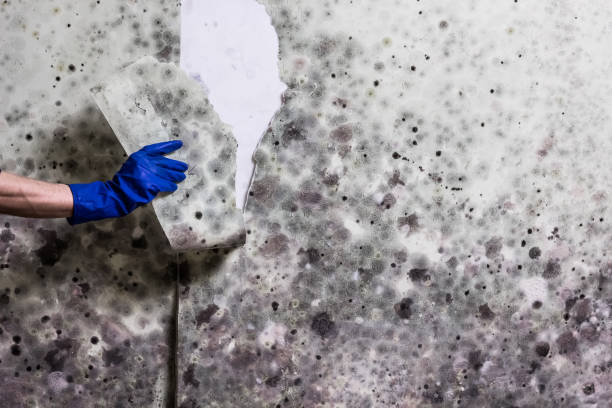 Best Crawl Space Mold Removal  in Port St Joe, FL